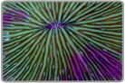 Puple Rim Plate Coral